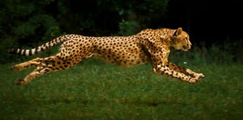 Cheetahs on the Edge | Video | Abakcus