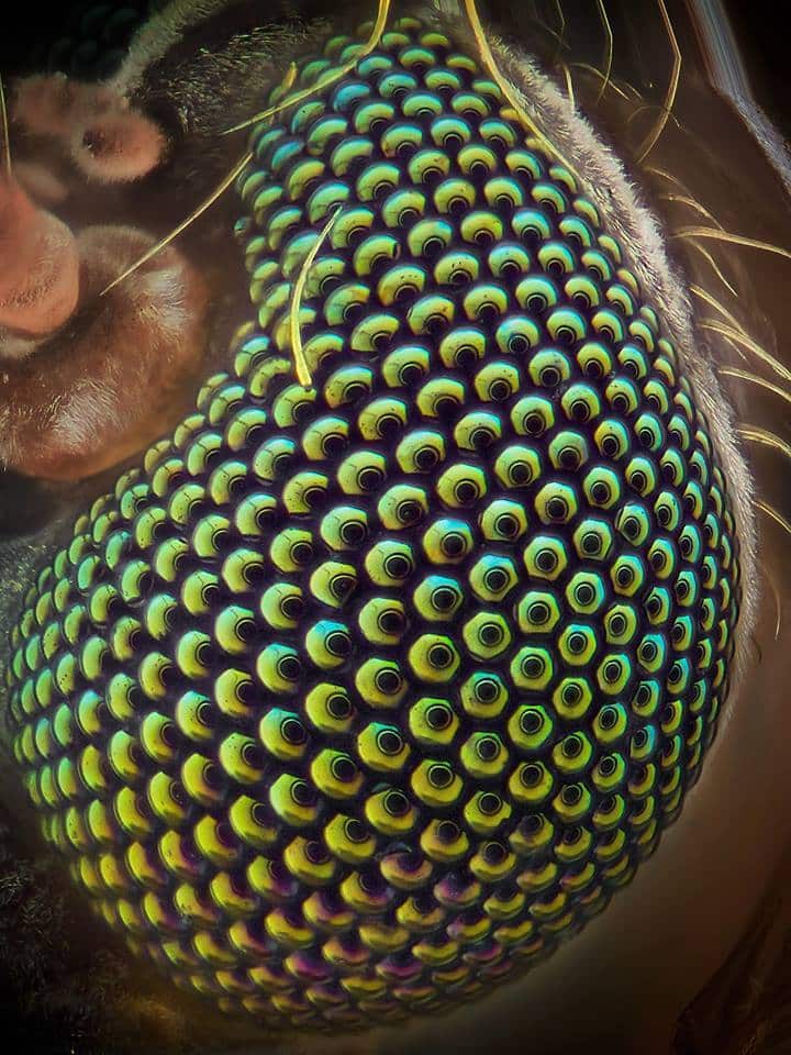 The Details of a Mosquito's Eye | Cool Math Stuff | Abakcus