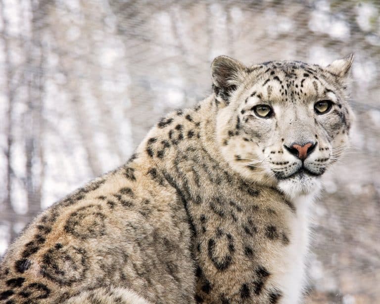 The Secret Lives of Snow Leopards | Documentary | Abakcus