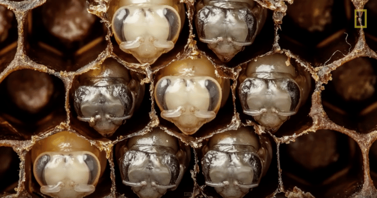 Amazing Time-Lapse: Bees Hatch Before Your Eyes | Abakcus