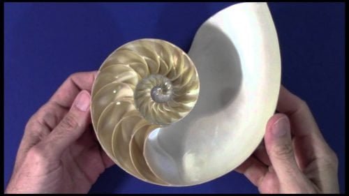The Golden Ratio Nautilus | Video | Abakcus