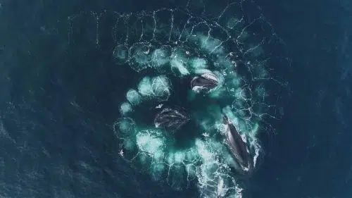 Whale Forming Spiral While Bubble Feeding | Video | Abakcus