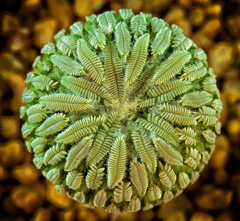 Pelecyphora Aselliformis