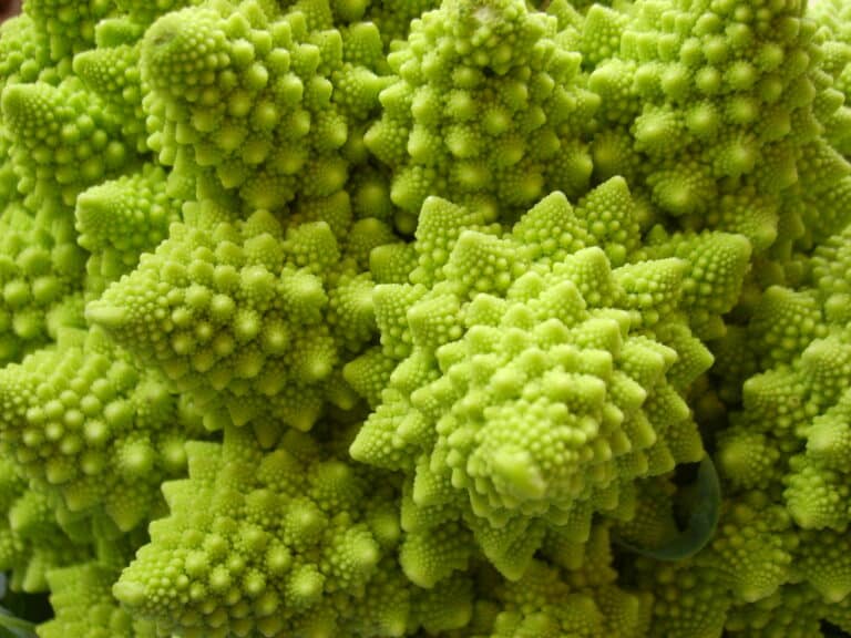 Romanesco Broccoli 1