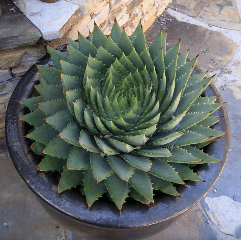 Spiraling Succulent