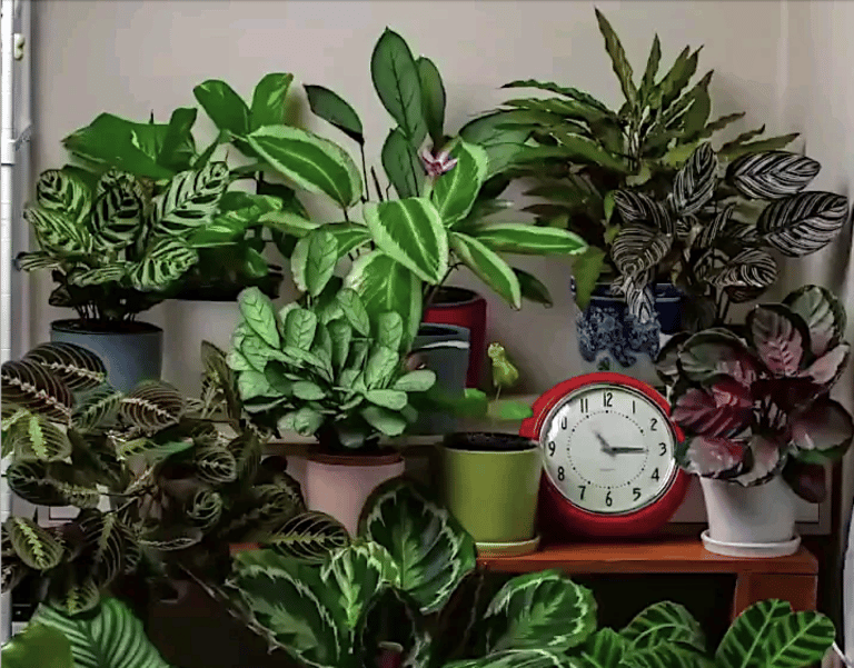 How Plants Move in a 24-Hour Period? | Video | Abakcus