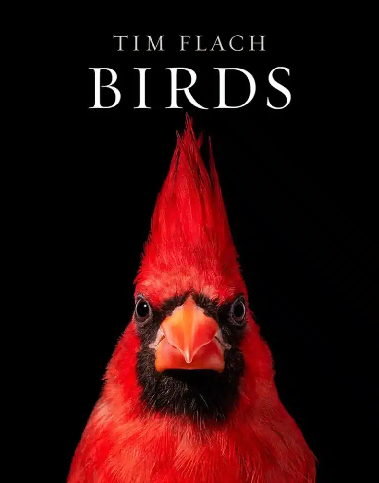 Birds by Tim Flach | Books | Abakcus