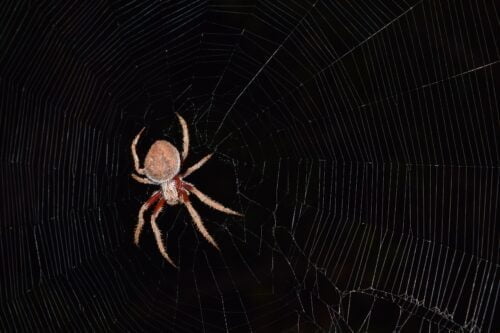 Why Spider Silk is Stronger Than Steel? | Abakcus