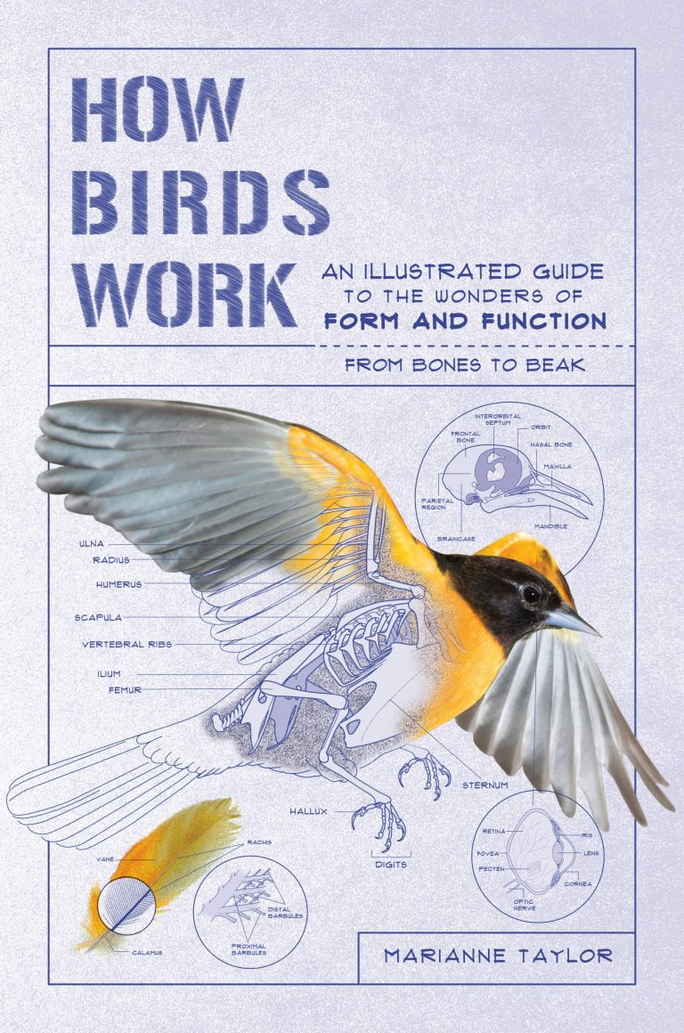 How Birds Work: An Illustrated Guide to the Wonders of Form and Function by Marianne Taylor