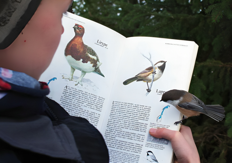 The Bird That Lands on the Page About Itself