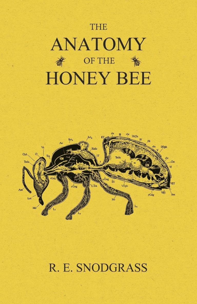 Anatomy of a Honey Bee